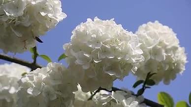 琼花春季花卉风景视频的预览图